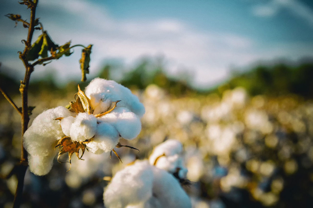 Coton organique